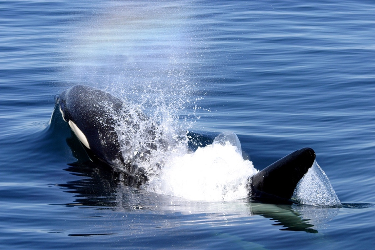 Orca che nuota nelle acque dell'Alaska