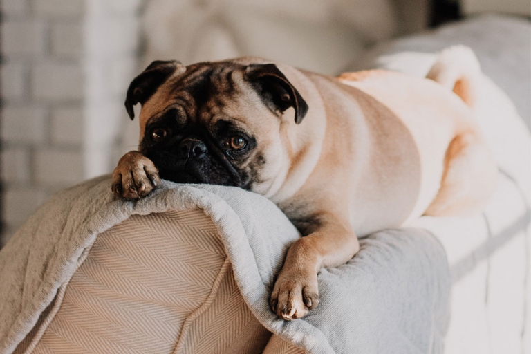 cani stress da rientro