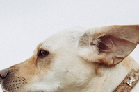 Cos’è l’otoematoma e come affrontarlo nei cani con un metodo non invasivo