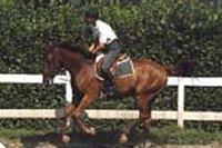 Equitazione. “Voglio andare a cavallo”