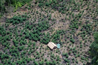Brasile, la deforestazione in Amazzonia è esplosa con Bolsonaro. Ma viene da lontano