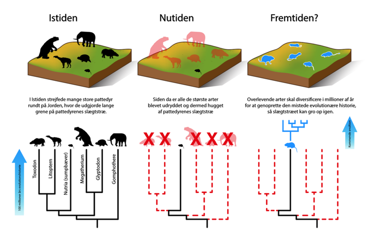 Infografica sulla eprdita di diversificazione delle specie di mammiferi