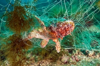 Nuove reti biodegradabili potrebbero aiutare a risolvere il problema della pesca fantasma