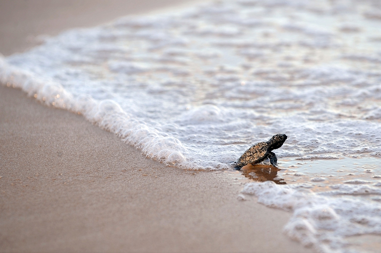 tartaruga caretta caretta