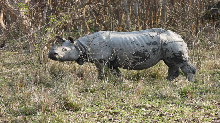 rhino poaching in assam