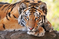 29 July is International Tiger Day