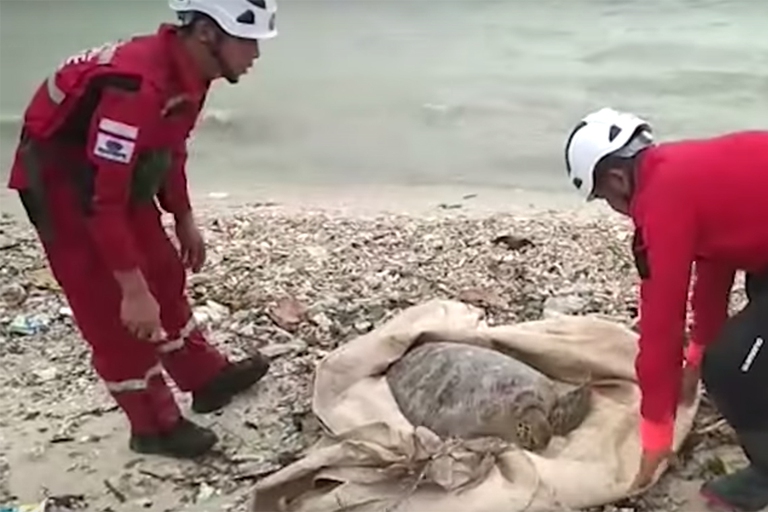 tartarughe, indonesia, tsunami