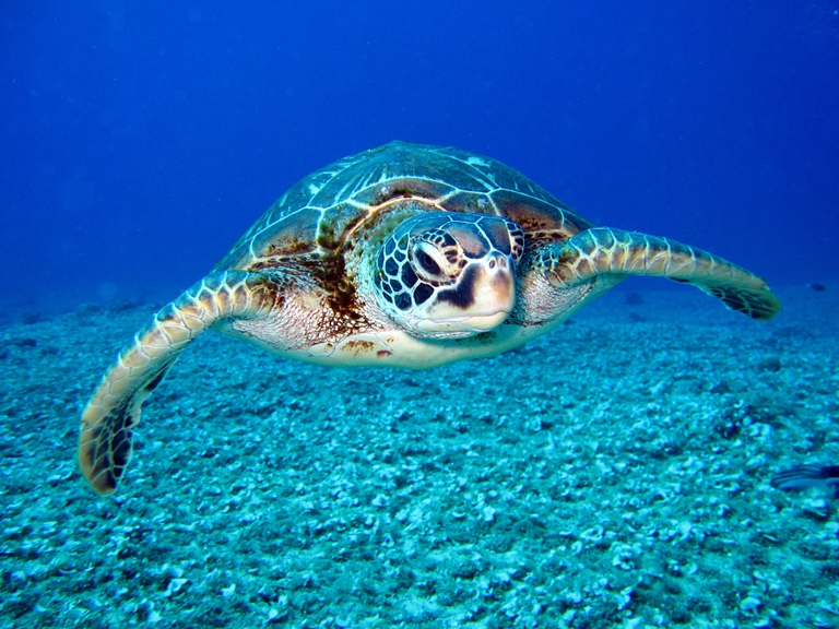 L’inquinamento acustico marino causa la perdita dell’udito nelle tartarughe