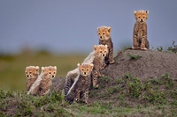 Remembering Cheetahs, le foto del concorso fotografico che protegge i ghepardi