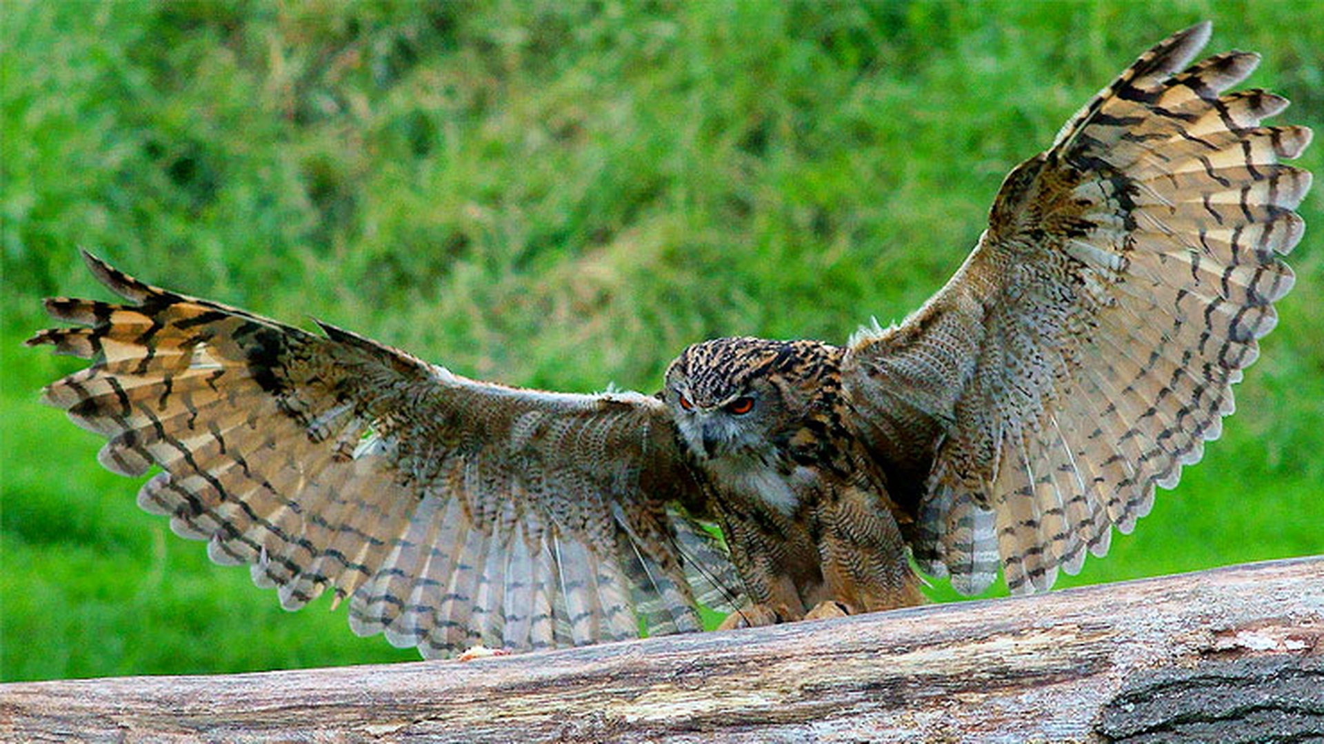 gufo-reale-apertura-alare_1