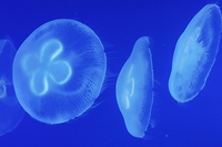 Meduse in mostra a Milano, alla scoperta di un affascinante universo trasparente