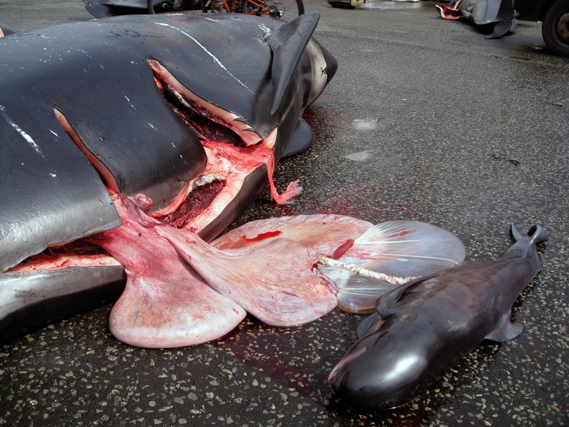 Grindstop 2014 - 3