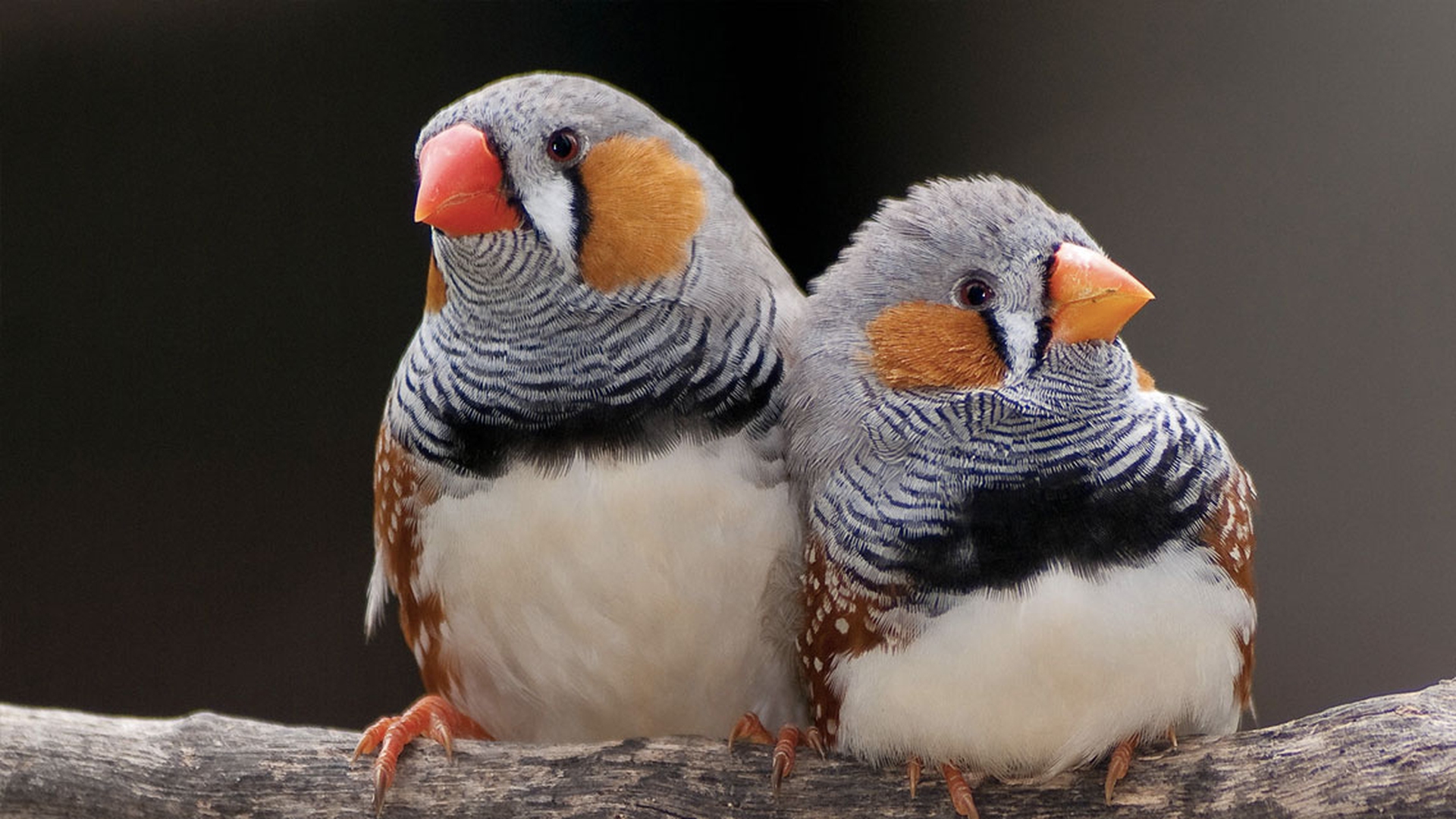 Etologia del corteggiamento, gli uccelli: il diamante mandarino