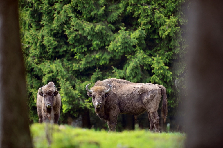 Bisonti europei reintrodotti in natura