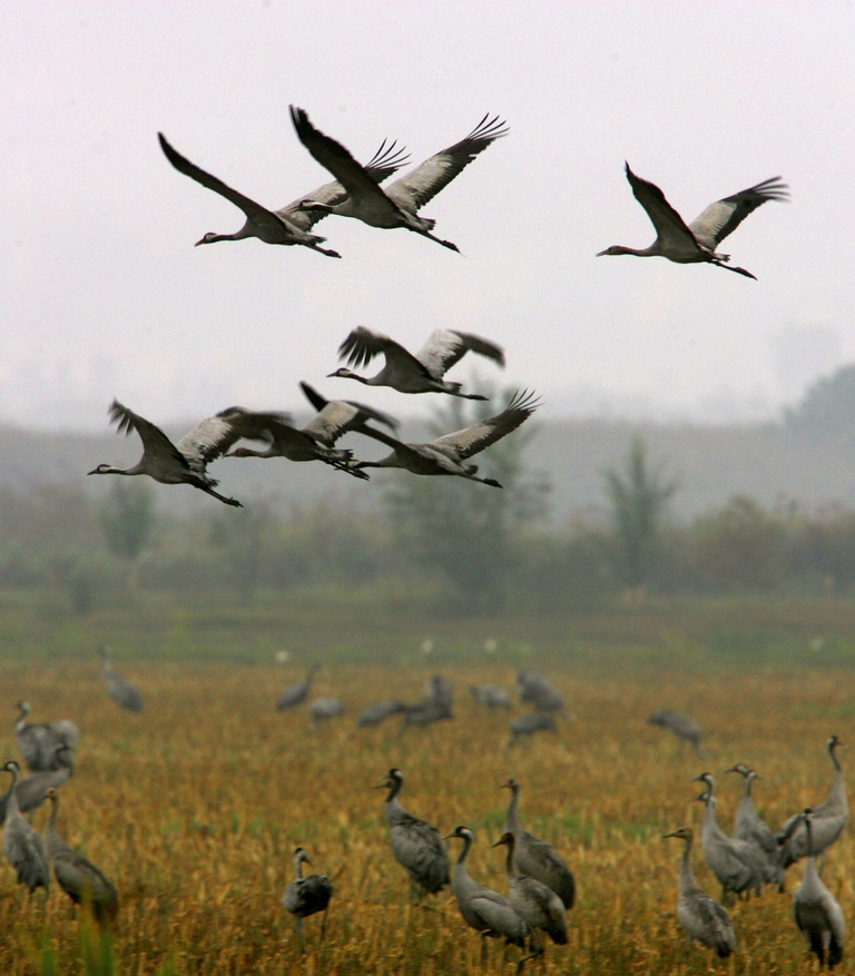 Stormo di gru che si nutre nel periodo della migrazione