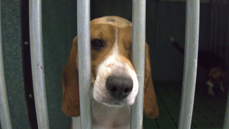 Un cane beagle rinchiuso in un laboratorio spagnolo