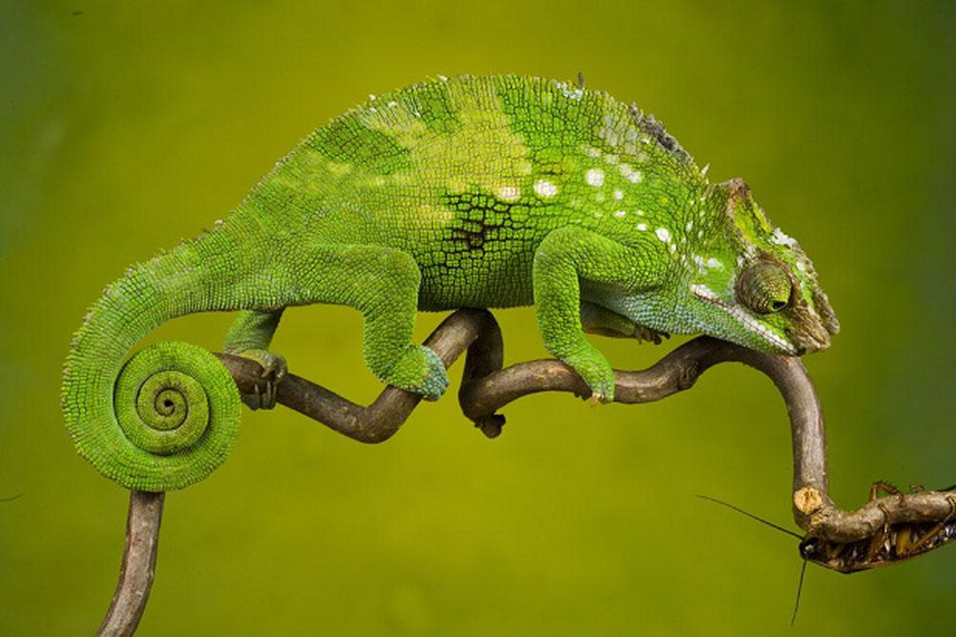 Kinyongia multituberculata