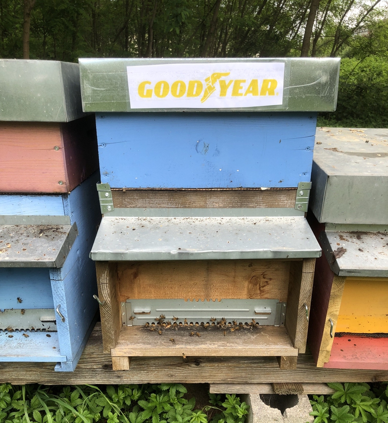 L'arnia adottata da GoodYear © LifeGate