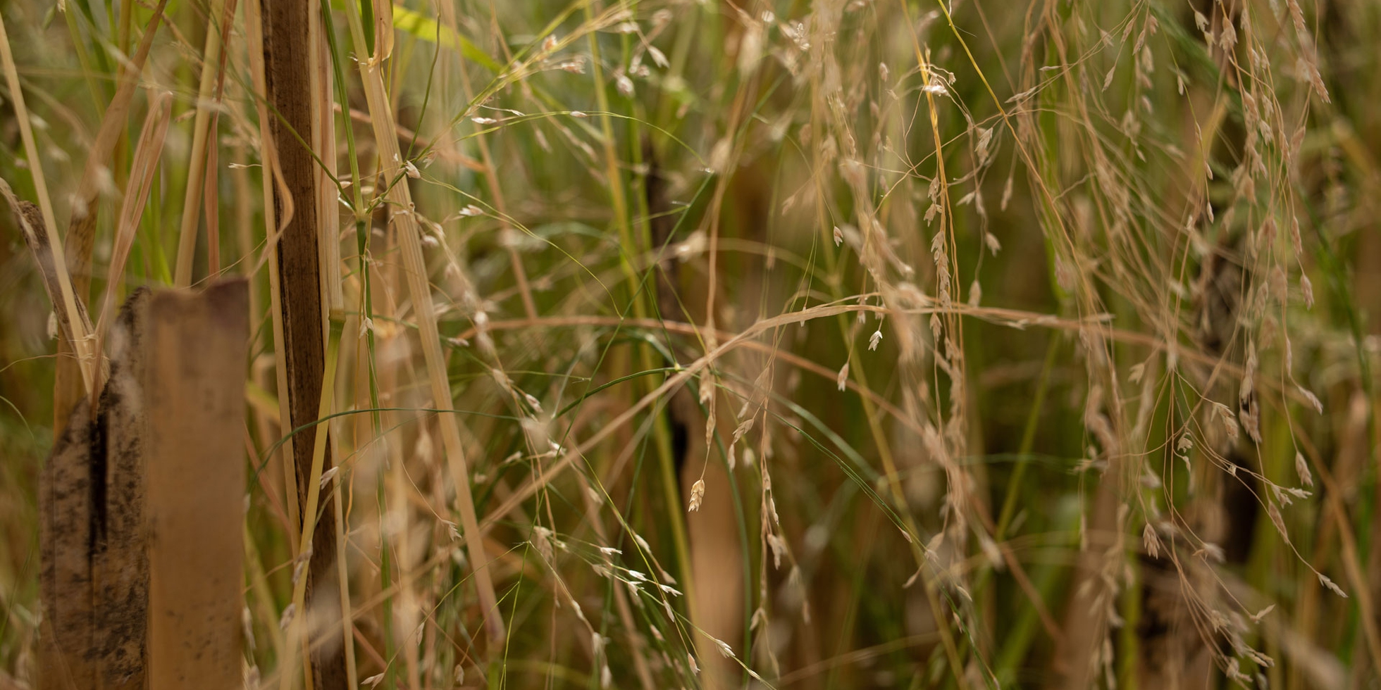 Teff, il cereale antico della tradizione etiope tanto piccolo quanto ...