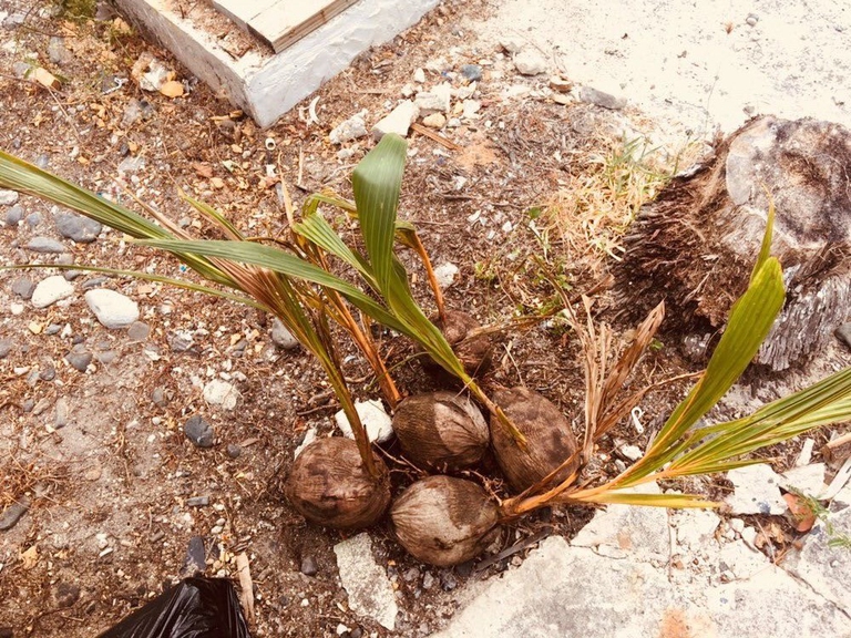 Semi in attesa di essere piantumati