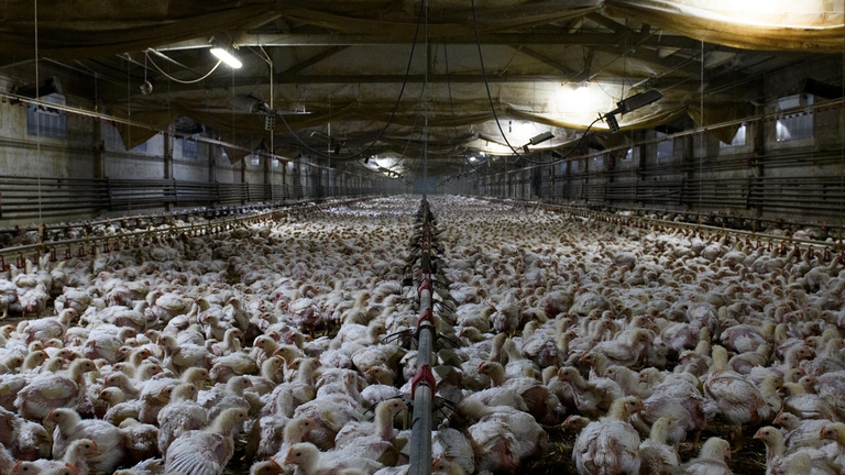 Struttura per l'allevamento industriale di polli