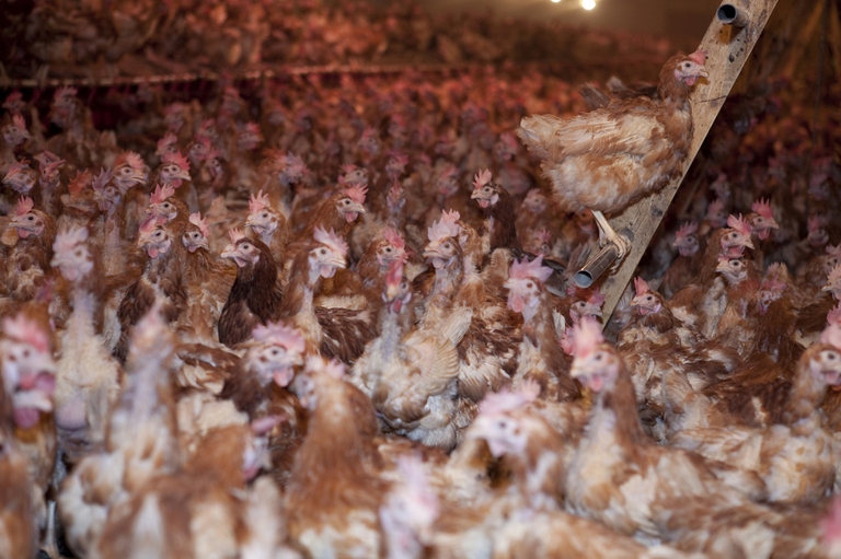 Allevamento di pollame