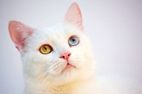 Gatto d’angora, il leggendario felino nato in Turchia