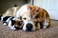 Are you a dog person or a cat person? Sometimes it depends on your personality