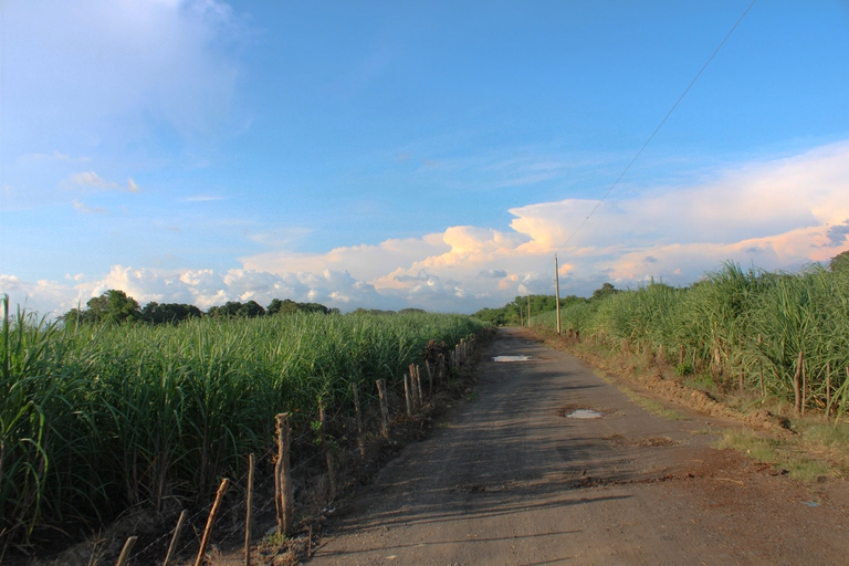 strada campi canna zucchero