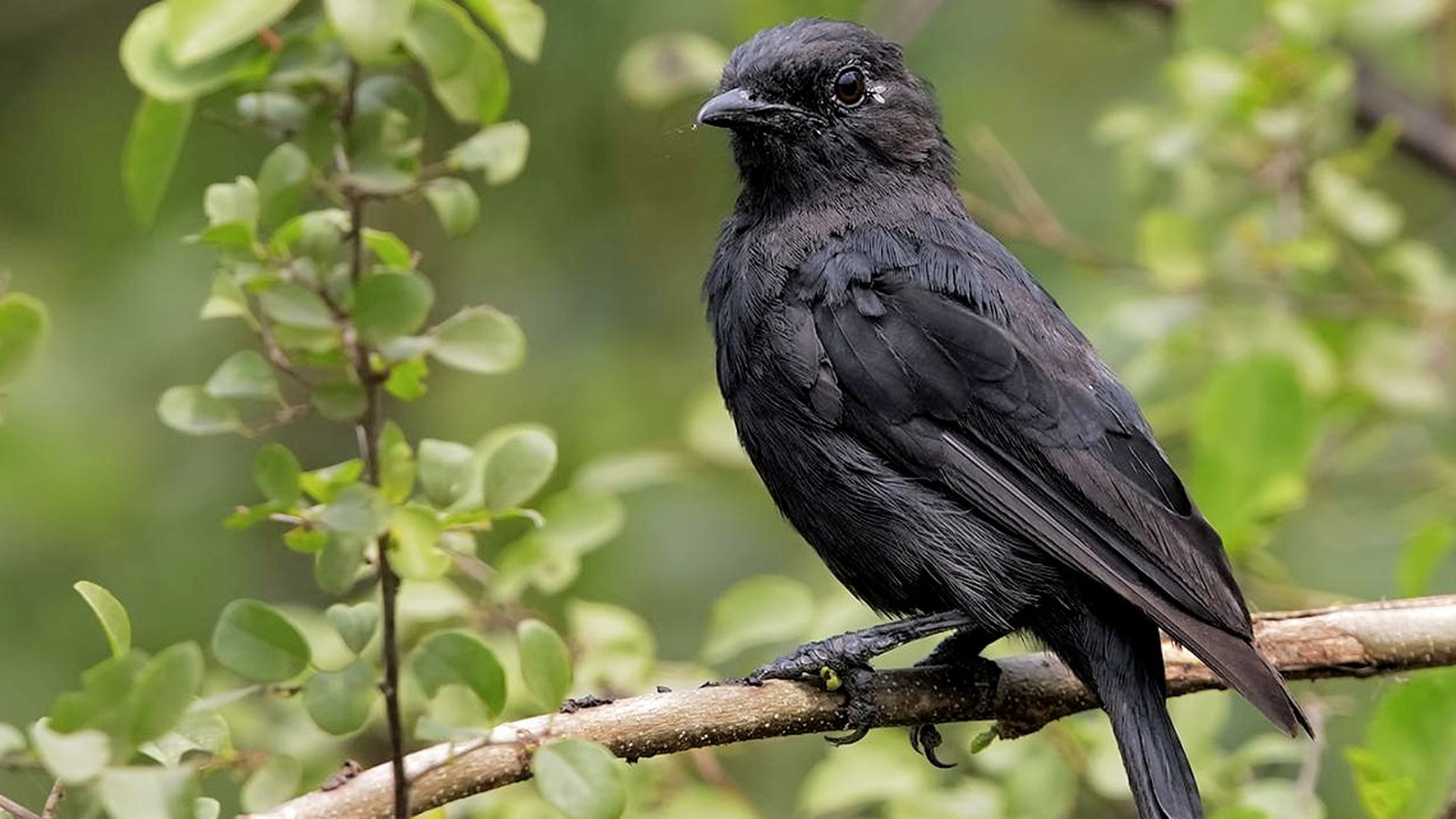 Etologia del corteggiamento, gli uccelli: l'averla nera