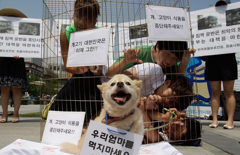 protesta contro carne di cane a seul in sud corea 100 cani salvati