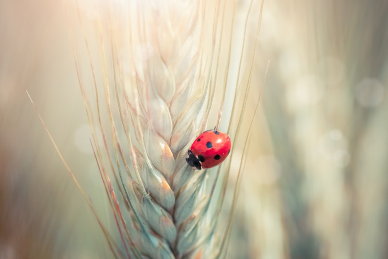 coltivazioni biologiche ©Ingimage