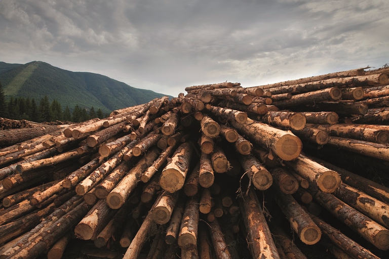 Ikea compra l’1% della produzione mondiale di legno