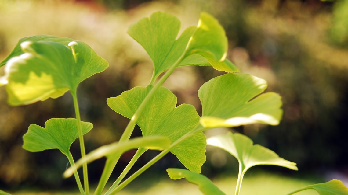 Ginkgo biloba come usarlo, proprietà e controindicazioni LifeGate