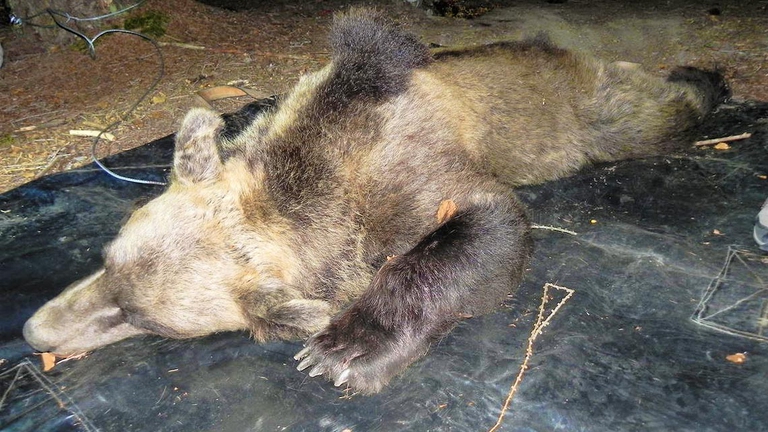 Kj2 secondo tutte le associazioni animaliste è stata "assassinata". La Lav parla di "un verdetto di condanna vergognoso, una sentenza senza processo, emesso sulla spinta emotiva e irrazionale di un’amministrazione provinciale che vuole pieno diritto di vita e di morte sugli orsi e dove la possibilità di cattura era solamente un alibi per nascondere una chiara intenzione".