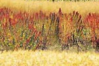 Il grano delle Ande