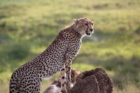Cheetahs return to India after seventy years