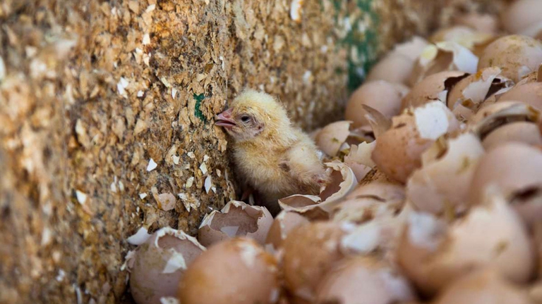 La sorte dei pulcini maschi potrebbe presto cambiare 