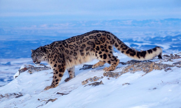 leopardo delle nevi