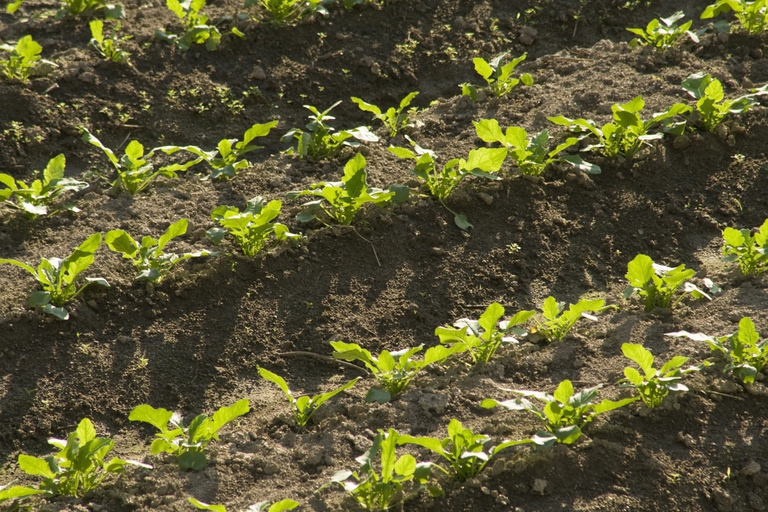 Agricoltura e allevamento contribuiscono al riscaldamento globale