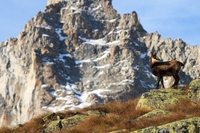 Il Parco nazionale del Gran Paradiso compie 95 anni, di bellezza e salvaguardia della natura