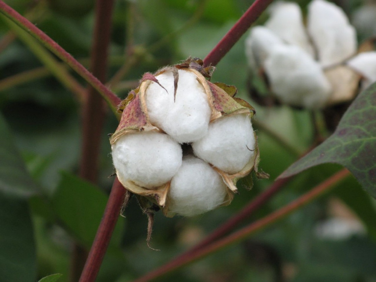 tessuti ecologici cotone