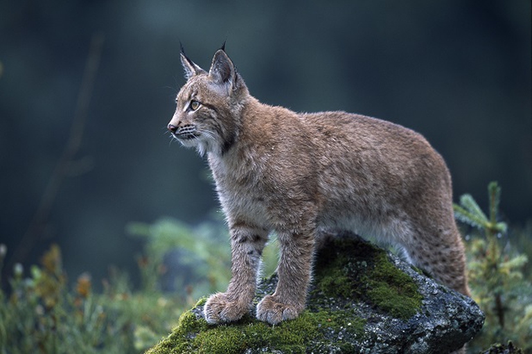 lince