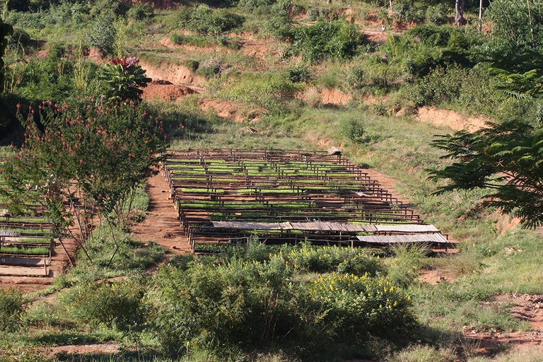 Il vivaio nella riserva di Sakalalina © Impatto Zero/LifeGate