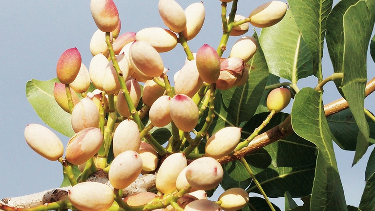 Il pistacchio di Bronte è Presidio Slow Food. © Parco dei Nebrodi