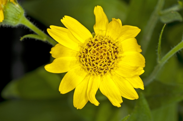 arnica montana