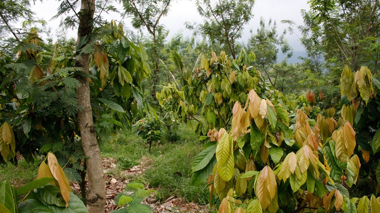 Coltivazione di cacao in Ghana