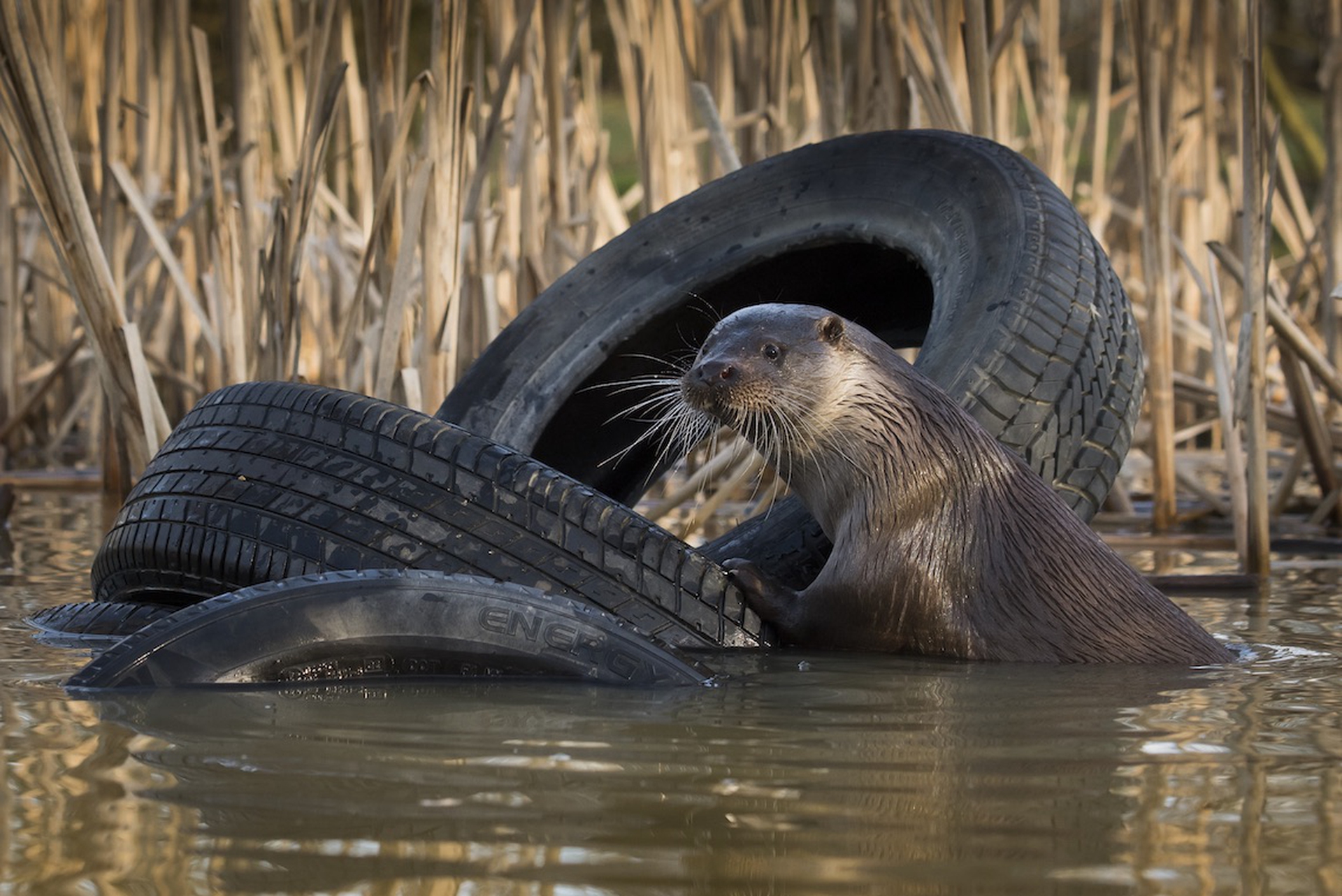 Spazzatura e animali. Fotografie di Chris Packham per Lidl