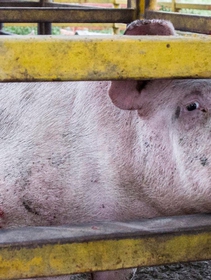 Mexico could pass a law improving the lives of millions of farmed animals