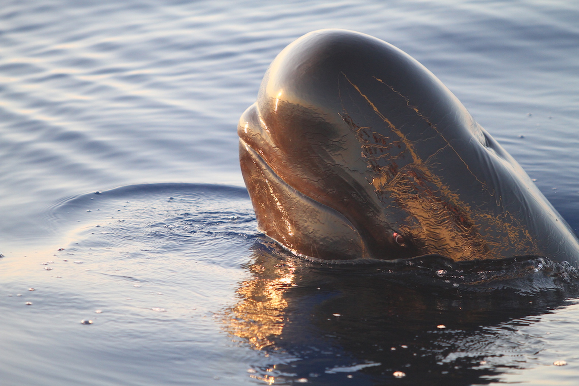 Alla scoperta delle balene e dei delfini del Mediterraneo con Tethys